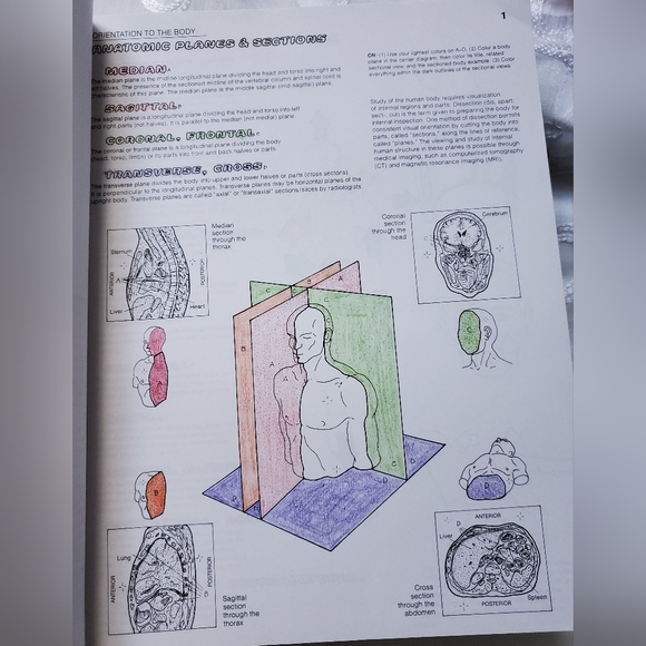 Free w/another purchase. The Anatomy Coloring Book. - Picture 3 of 4